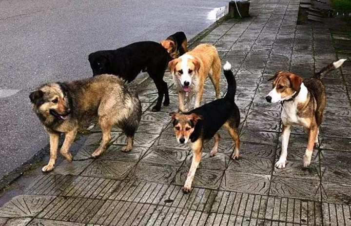Отловлено 28 бродячих собак
