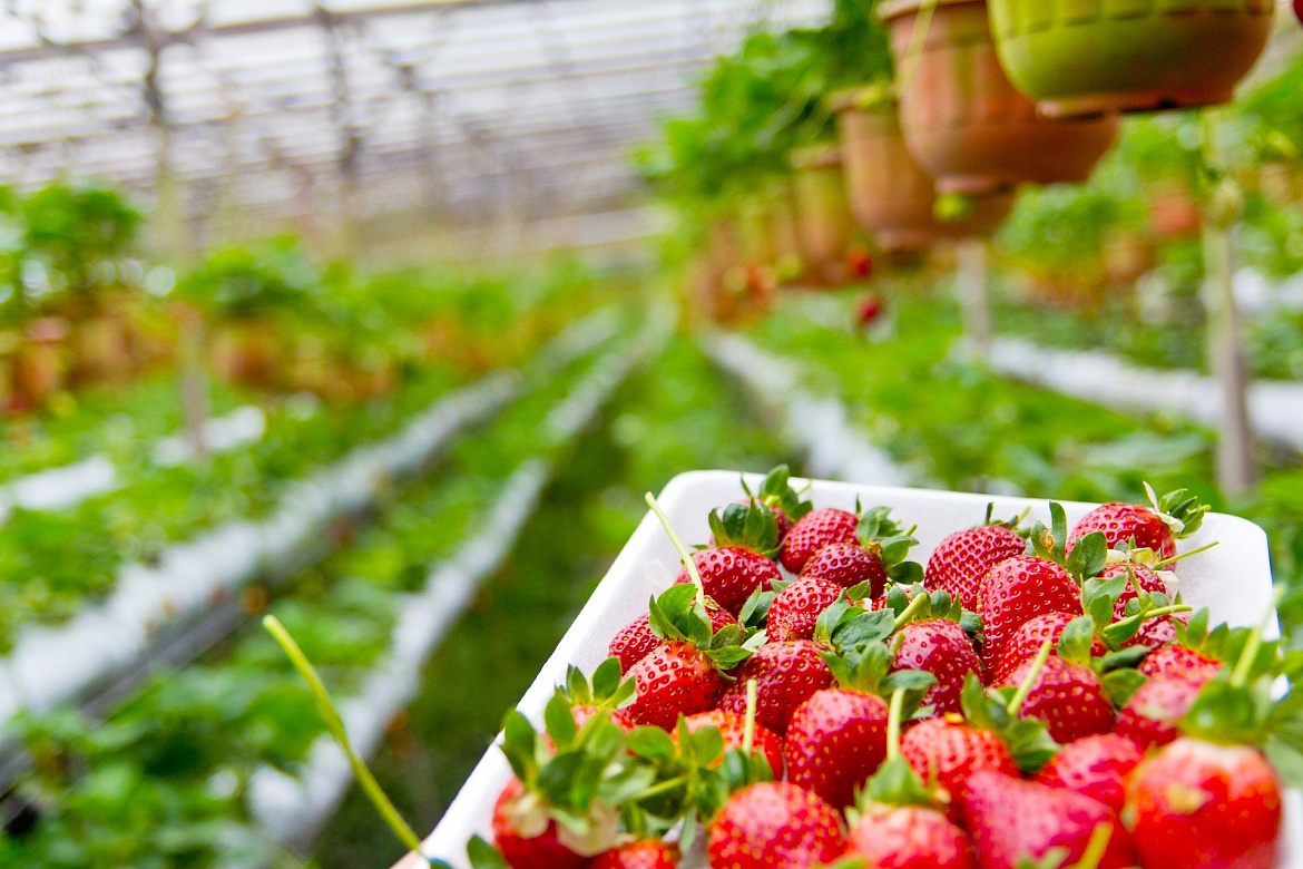 В 2022 году на строительство теплиц для ягод в Краснодарском крае выделят более 130 млн рублей