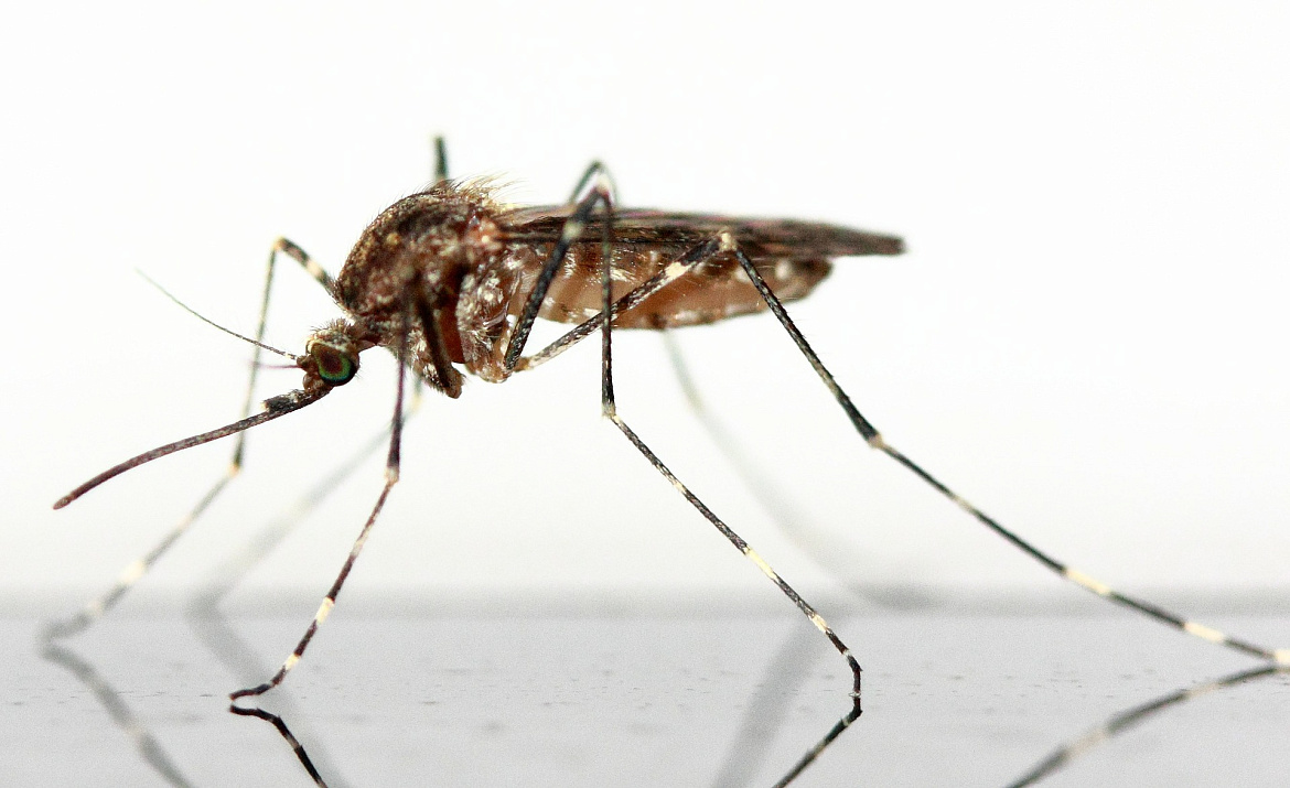 В Усть-Лабинске стартуют дезинсекционные работы против комаров